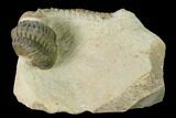 Aesthetic Crotalocephalina & Reedops Trilobite Association #153930-3